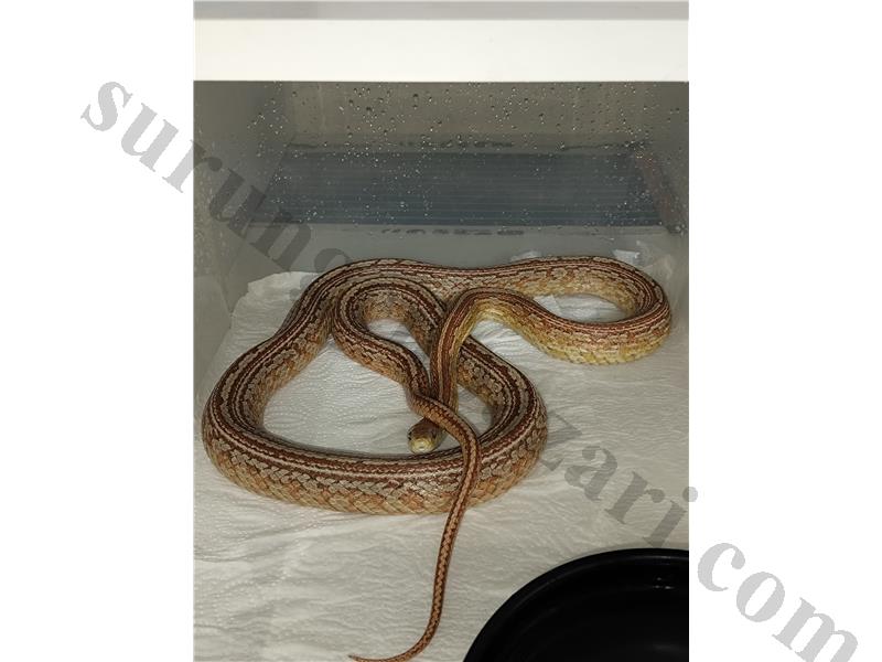 Yetişkin uysal CORN SNAKE(mısır yılanı)